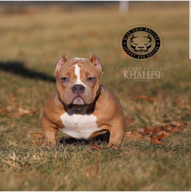 KBK KHALEESI of Kyngz bullies