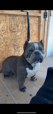 KBK QUEEN NUGGET of CashAve Bullies