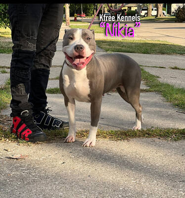 Kfree Kennels Nikia of (not available)