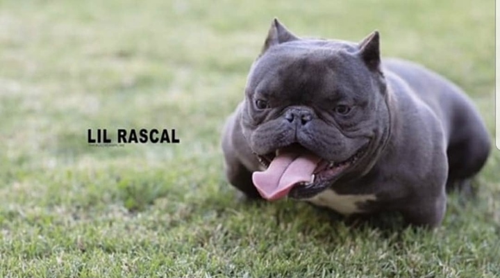 KGB- Lil Rascal of TBC of KGB Kennel