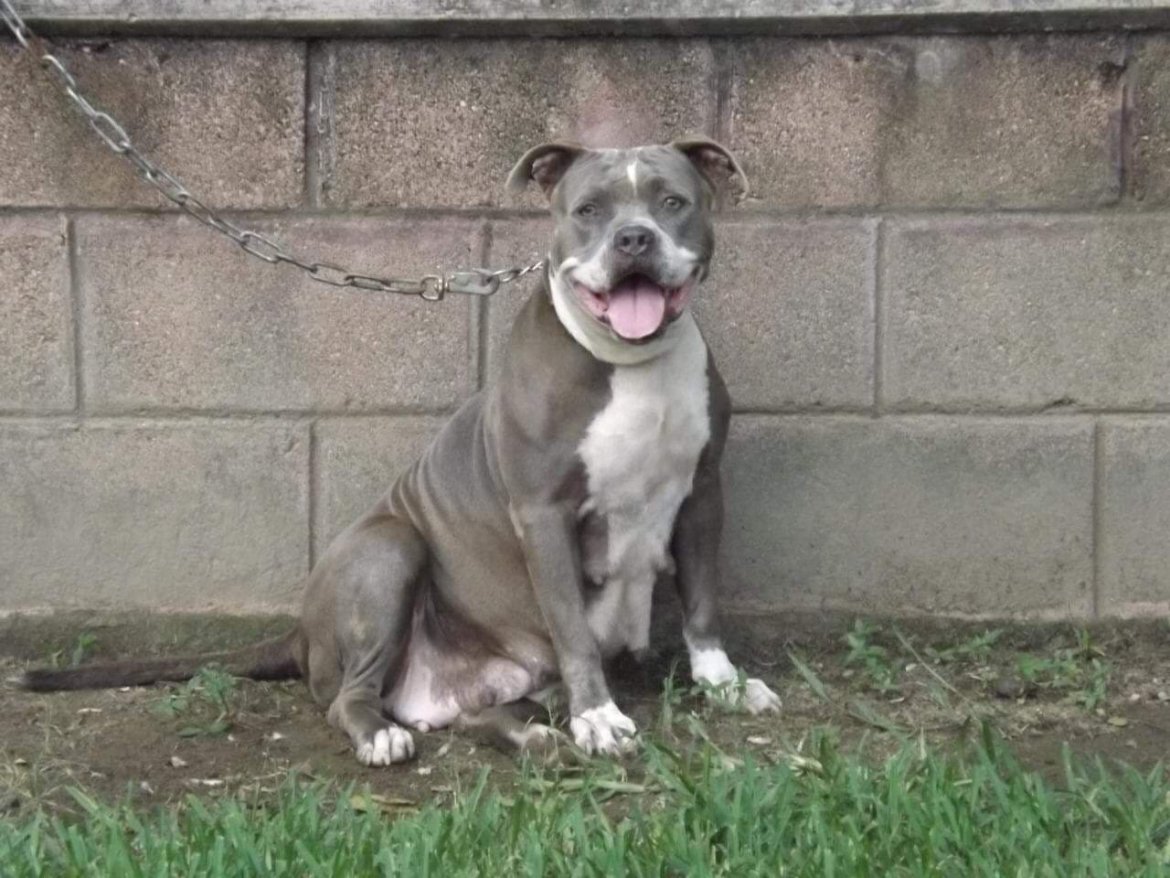 kihara of TABASCO BULLY XL KENNEL