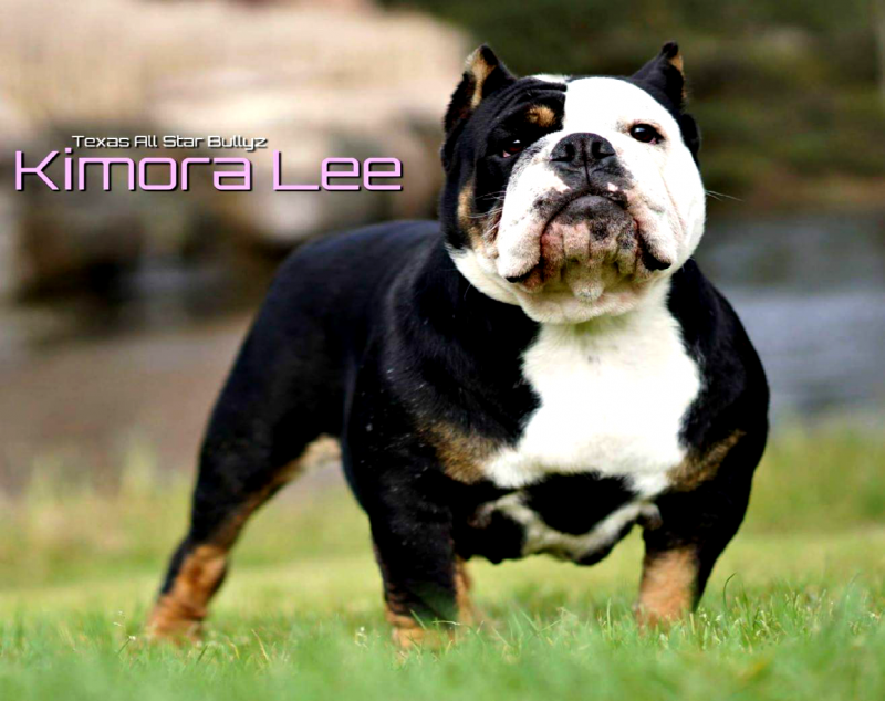 Kimora. Lee of Texas All Star Bullyz