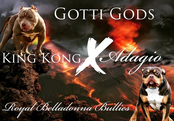 King Kong x Adagio of Royal Belladonna Bullies