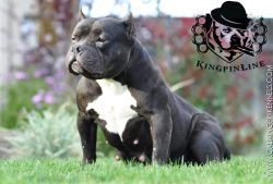 KINGPINLINE BLACK PUMA of (not available)