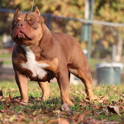 Kinships big Twix of Kinship line bullyz