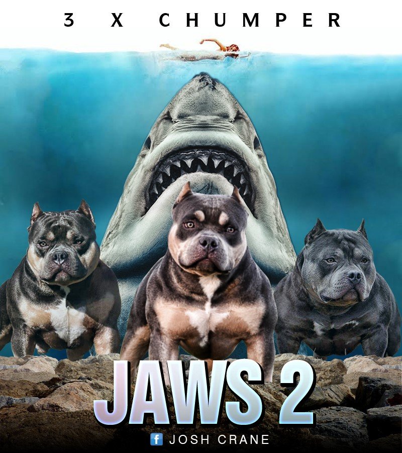 LABC'S JAWS 2 REAL of LABC'S