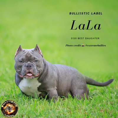 LALA of Bulliistic Label