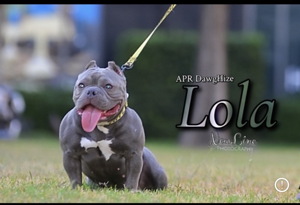 Lamborghini Lola of Apr Dawg Hize