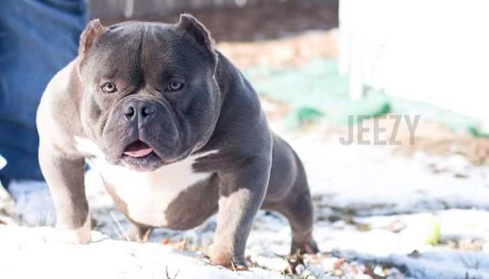 LBC'S JEEZY OF ESB of Leo's bully camp