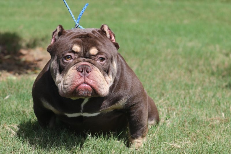 Taz bully hot sale