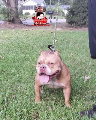 Lexi Red of PorterHousebullies