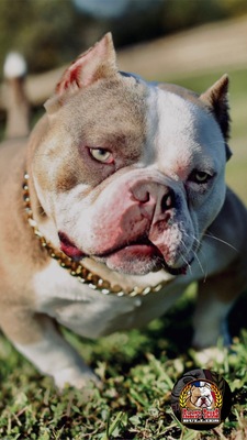 Lil benji of ALEJO’S Texas Bullies