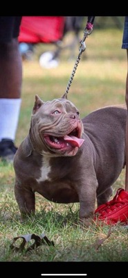 Lila of ALEJO’S Texas Bullies