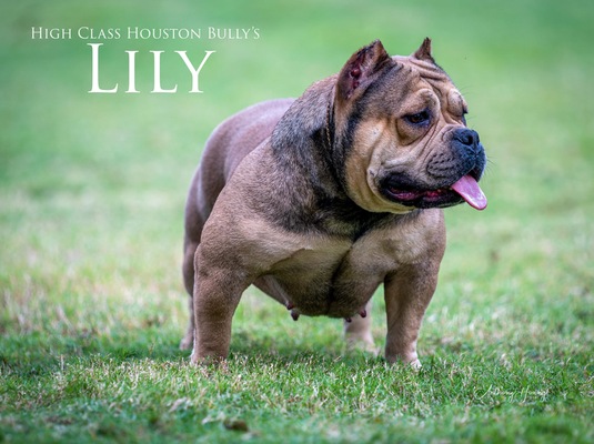 LILY of High Class Houston Bully’s