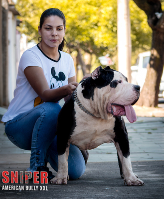 LIONPRIDE’S SNIPER of Bicho animal/627kennel