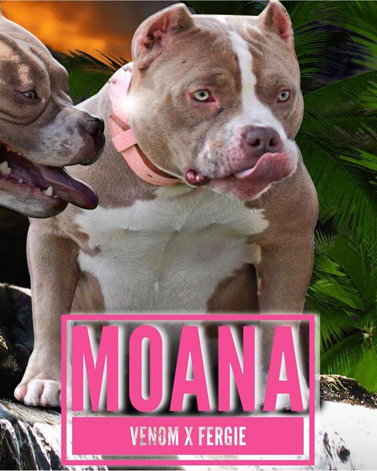 LMK'S MOANA of TEXAS SIZE BULLIES