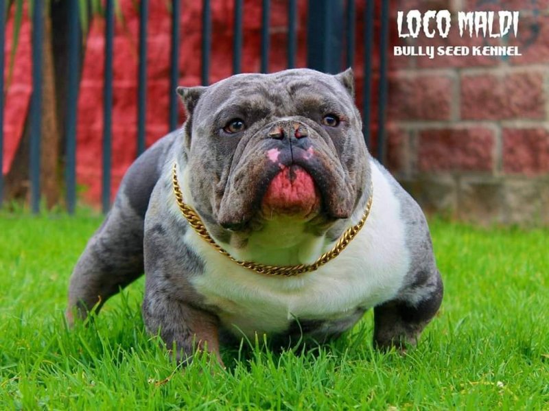 **LOCO MALDI** of BULLY SEED KENNEL