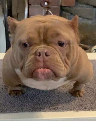 Lola of EmpireStateBullies