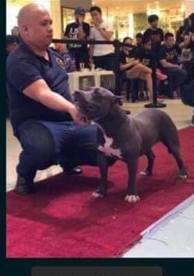 LUCKY BULLY of (not available)