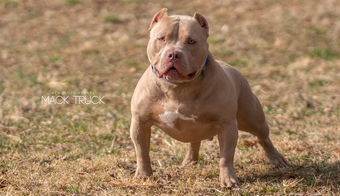 Mack Truck of Kens Den Kennel of Kens Den Kennel