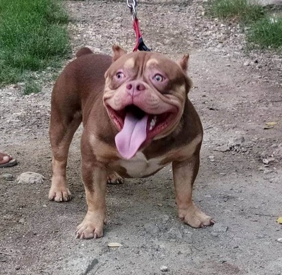 Mackie of Hemptribebullies