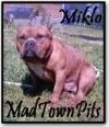 Madtownpits Miklo of (not available)