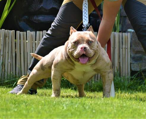 MAKS808BULLIES ALOHA of Moonshine Bullies