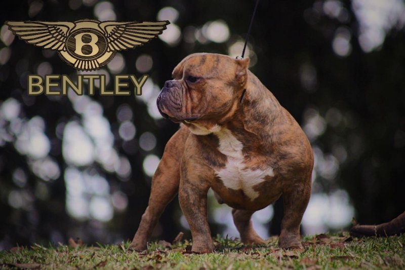 Marroquin Bullys BENTLEY of Perfect Bullys Kennels