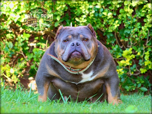 MAYA DELUXE bsk of BULLY SEED KENNEL