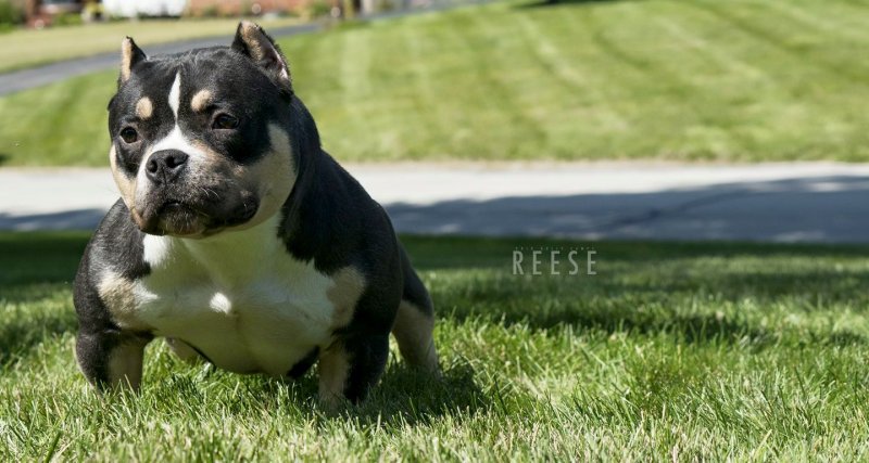 Mbk/LP REESE of LoudPack Bullies