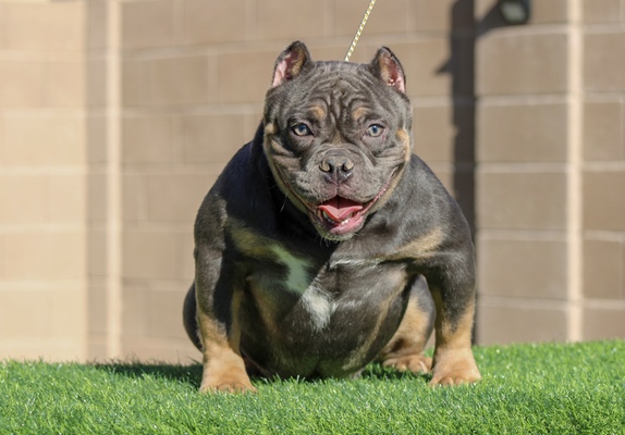 MBP ROZETA of Micro Bully Plug