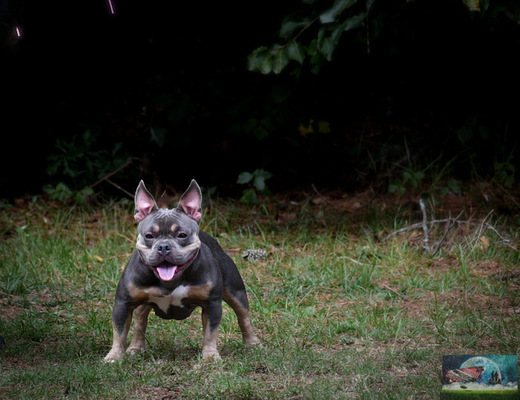 MCP’S Tookie of MCPs Kennel