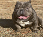 McRae’s Eedy of Carolina_exotic_bully_camp