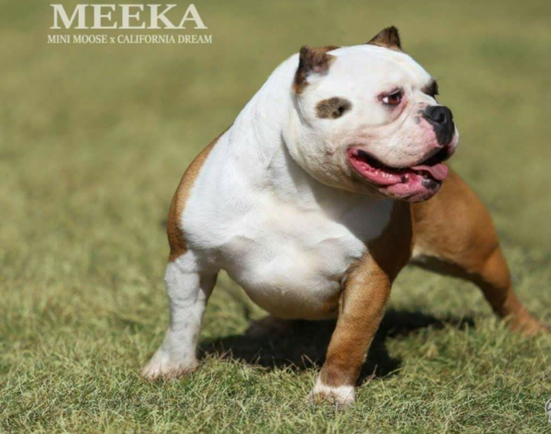 MEEKA OF CORLEONE BULLY GROUP of CORLEONE BULLY GROUP