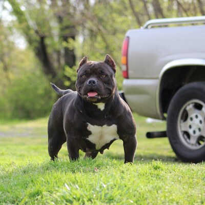 Memphis Made Bullies Precious of (not available)