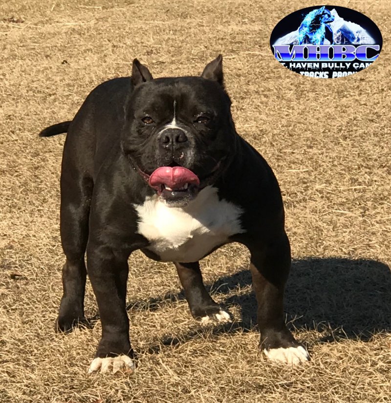 MHBC'S PRINCE KAHUNA of Mt. Heaven Bully Camp