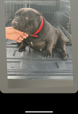 Migo’s kennel Diabla of mkrodriguezbulls