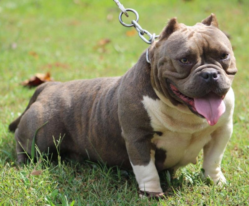 Migo's Kennel Fiona A1 of (not available)