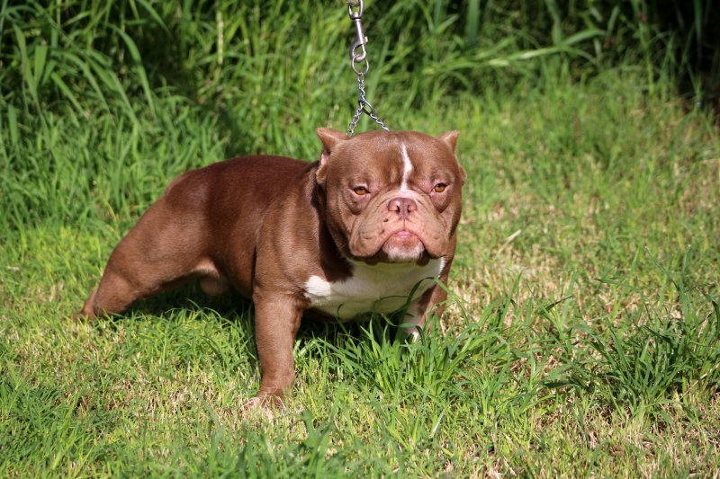 MiniRed Boy of MusclesBulls