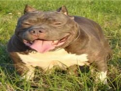 MOBETTA'S INCSTA WARRIOR OF HBK of Mo Betta Blue Pits