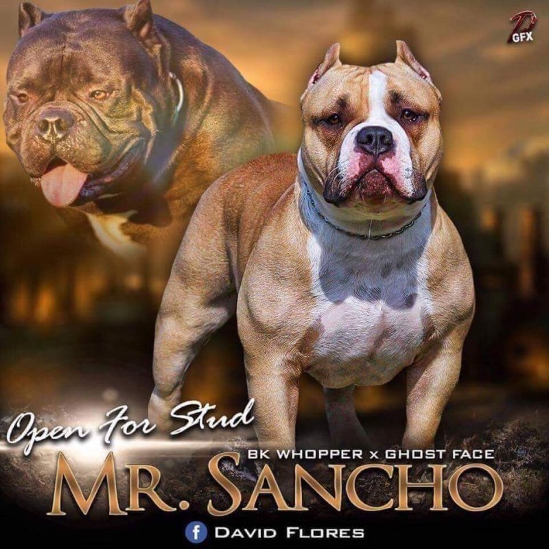 Mr. Sancho of (not available)