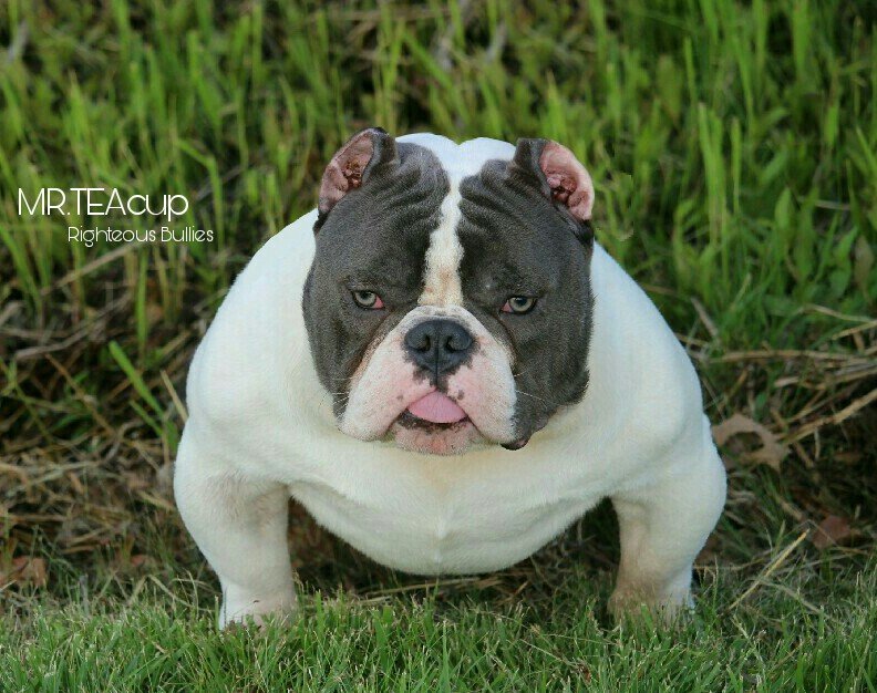 MR.TEAcup Righteous Bullies of (not available)