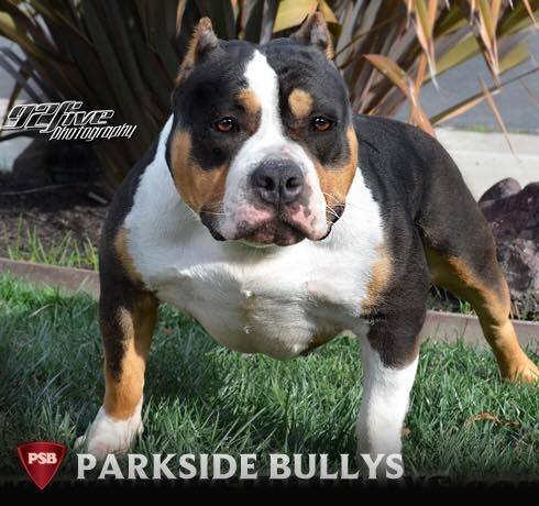 MS. TRIFECTA OF PARKSIDE BULLYS of (not available)