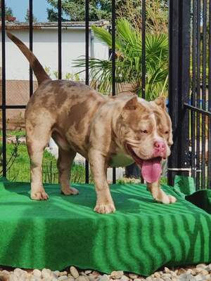 MSB Hamed of Moonshine Bullies