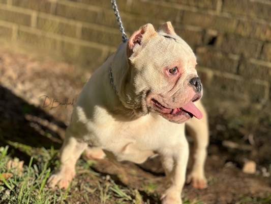 Mulatto Of Rich Bully Kennels of Rich Bully Kennels