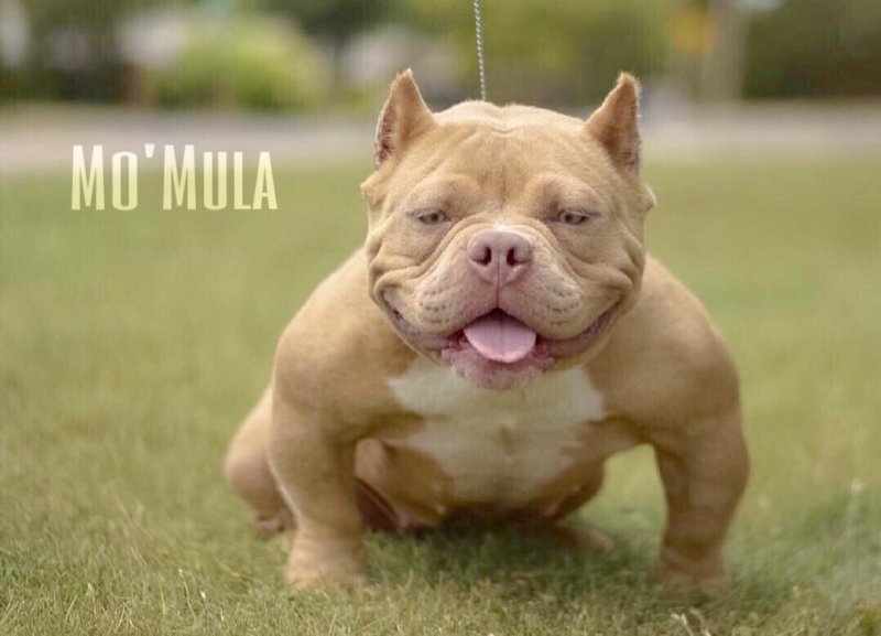 MuscleBullz ‘ Mo’Mula of MuscleBullz