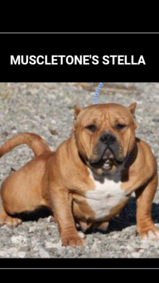 Muscletone Stella of (not available)