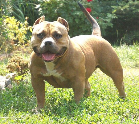 Muscletone's Caprice of RedMachine Bully