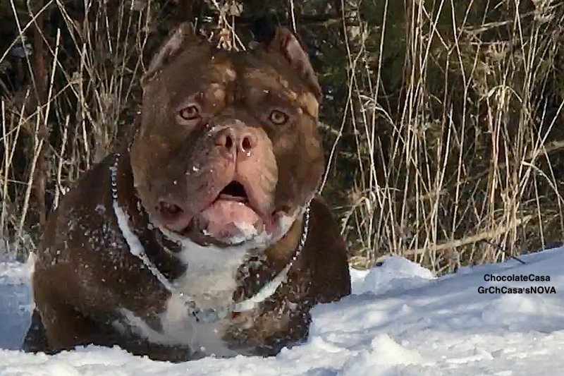 Muscletone's Chocolate Casa of BoneToneBullies