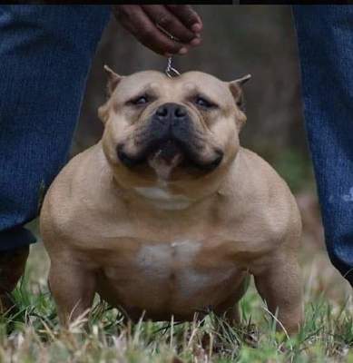 Muscletone's Jezebel of Guerra's BFB of Brute Force Bullies